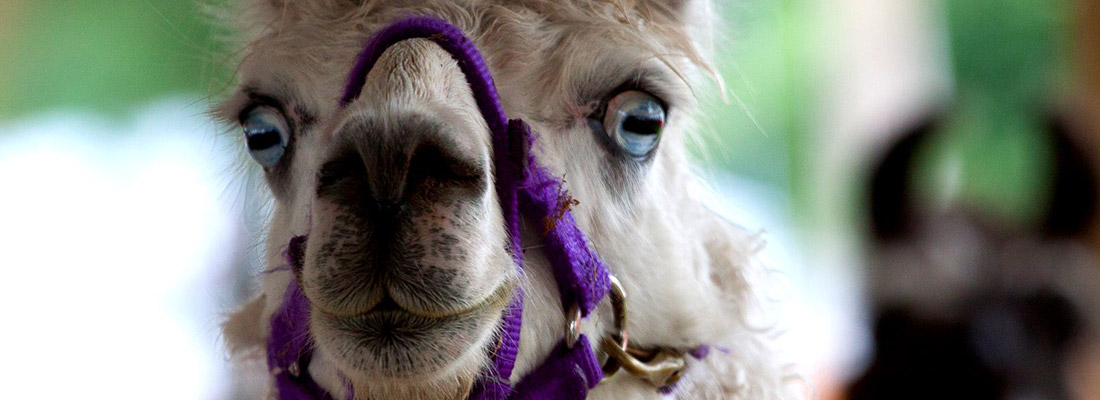 Northwest Michigan Fair Schedule 2022 Home | Northwestern Michigan Fair